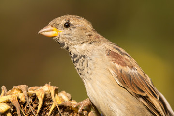 House sparrow (Passer domesticus) or common european sparrow, a bird of the sparrow family...
