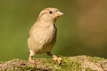 House sparrow (Passer domesticus) or common european sparrow, a bird of the sparrow family Passeridae, found in most parts of the world, cosmopolitan sparrow species