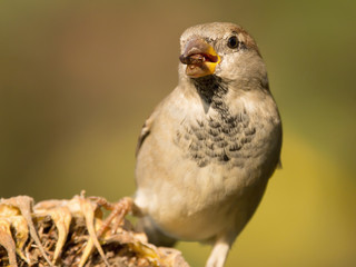 House sparrow (Passer domesticus) or common european sparrow, a bird of the sparrow family Passeridae, found in most parts of the world, cosmopolitan sparrow species