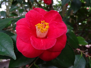 CAMELIA JAPONICA (CAMELLIA) COLOR ROSA FUERTE EN EL JARDÍN. HÁBITAT NATURAL.