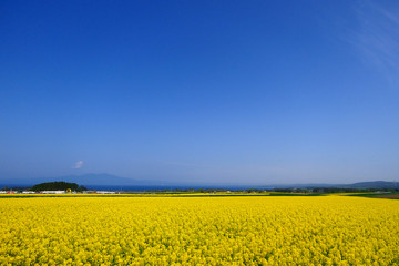 Obraz premium 日本の絶景、菜の花畑。横浜、青森、日本。５月中旬。