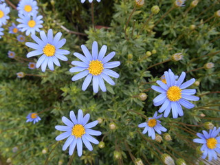 PLANTA FELICIA. FLORES MARGARITAS AZULES.