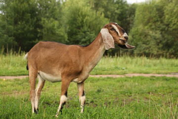 Naklejka na ściany i meble Nubian brown goat free-range breed of African descent on the street among green grass and trees