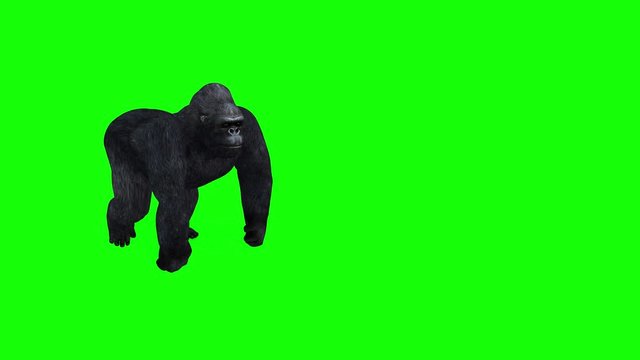 4K 3D animation of a angry gorilla ,walking roaring, runs and punches against a green background