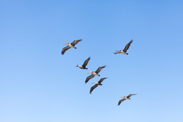 Gruppe von braunen Pelikanen 