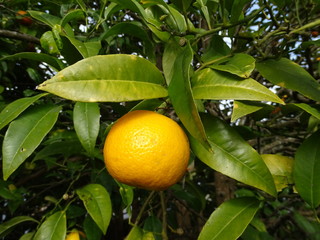MANDARINA, CÍTRICO NARANJA. FRUTAS MADURAS EN EL ÁRBOL DE CERCA.