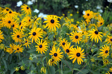Yellow coneflowers - echinacea paradoxa - flower bed with fresh yellow petals and black middle