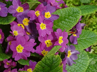 PRIMERAS FLORES DEL JARDÍN. PRÍMULAS MORADAS. TAMBIÉN LLAMADAS PRIMAVERAS
