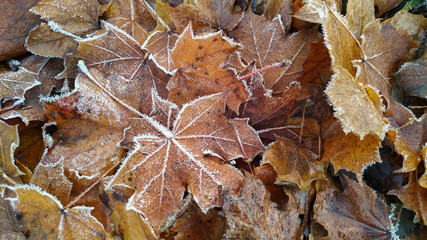 Hoarfrost on yellow autumn leaves