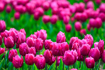 colorful Tulips in Japan Toyama
