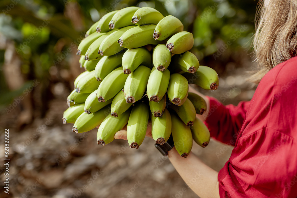 Wall mural Woman holding stem of fresh picked up bananas on the plantation, close up on bananas