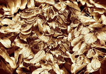 Delicate Gold Acacia leaves. Decorative gold texture for Happy New Year, Christmas, invitation, wedding cards, valentines day, greeting cards. Top view, copy space for your text on a gold background.