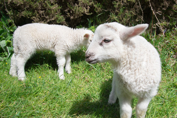 Naklejka na ściany i meble Portrait of two young lambs grazing in rural Ireland.