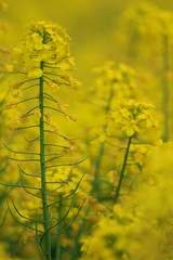 Obraz premium Pape blossom in china