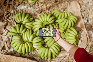 Photographing on phone banana crop lying on the ground at the banana plantation