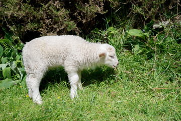 Side view of a young lamb grazing, in rural Ireland.