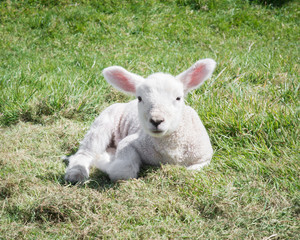 Portrait of young lamb from the front, resting in a pasture in rural Ireland.