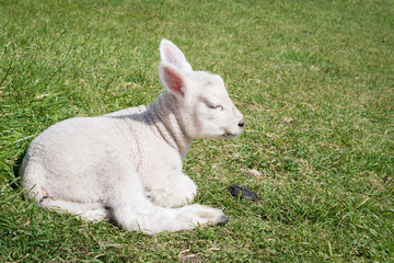 Profile portrait of young lamb in profile, resting in a pasture in rural Ireland.