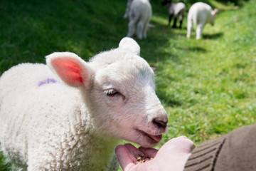 Hand feeding a young lamb (#4), close-up view, with three more lambs walking away in the background in rural Ireland.