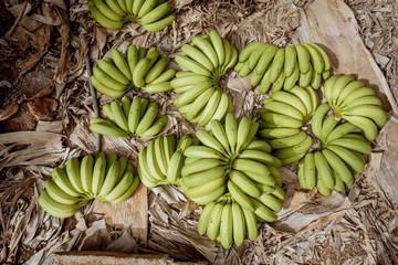 Bunch of green fresh picked up bananas on the ground at the plantation