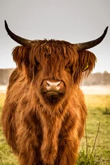 Crédence de cuisine en verre imprimé Highlander écossais Vache Highland bouchent