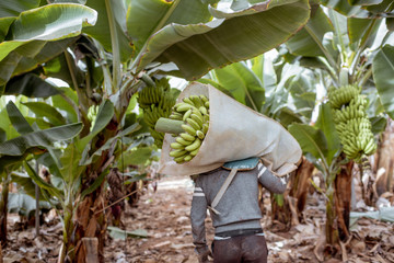 Workers delivering cutted banana bunches wrapped in protective film to the truck, harvesting on the plantation