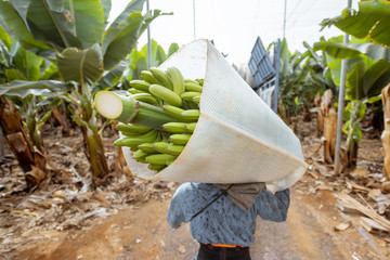 Workers delivering cutted banana bunches wrapped in protective film to the truck, harvesting on the...