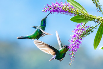 Blue hummingbird Violet Sabrewing flying next to beautiful red flower. Tinny bird fly in jungle. Wildlife in tropic Costa Rica. Two bird sucking nectar from bloom in the forest. Bird behaviour © vaclav
