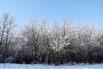 In a row the trees grow, they are covered with snow, behind the trees the field is all in the snow, the sky is bright blue.