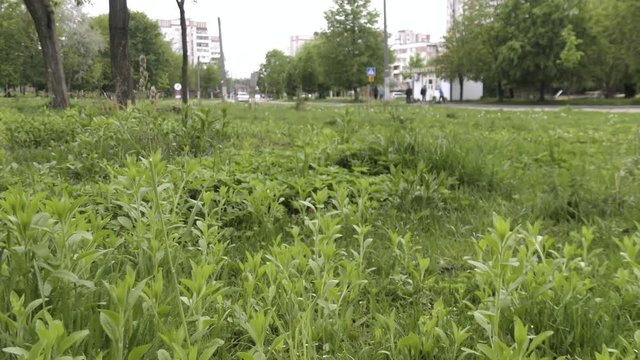 Fluffy Dandelion flowers growing on lawn in city