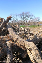 河川敷工事で伐採された樹のある早春の河川敷風景