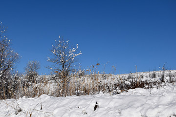 Dead wood and shrubs grow in a snowy field. The field is snowy, the blue sky is dry grass.