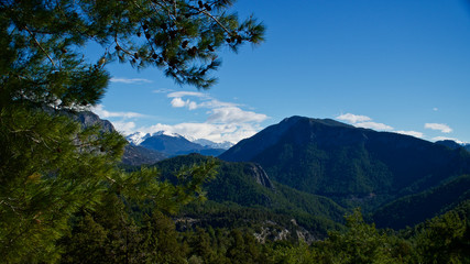 Fototapeta premium Snowy high mountains in winter. Snowy mountains covered with pine forests. Pine forests in the blue sky and white mountains.