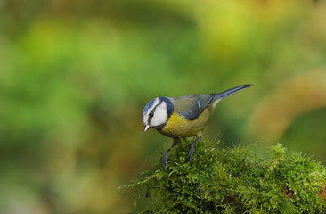 Close up of a Blue Tit (Cyanistes caeruleus).  Taken at my local nature reserve in Cardiff, Wales, UK