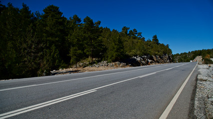 mountain roads covered with pine forests