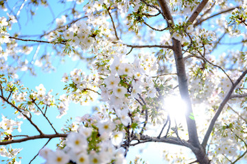 Fototapeta premium tree in blossom