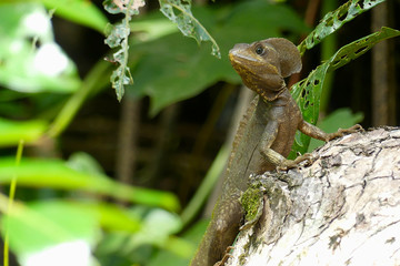 Brown basilisk (Basiliscus vittatus), a beatiful lizard found in Central America, which can run...