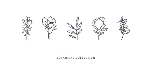 Magnolia, eucalyptus and abstract leaves collection on white background. Doodles and sketches vector illustration design.