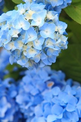 hydrangea flowers in Japan Toyama