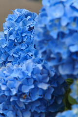 hydrangea flowers in Japan Toyama