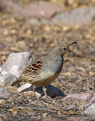 Gambel's Quail female