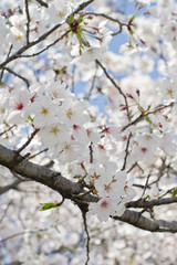 Scientific name is Cerasus ×yedoensis (Matsum.) Masam. & Suzuki ‘Somei-yoshino. 