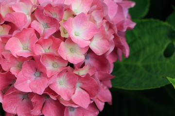 hydrangea flowers in Japan Toyama