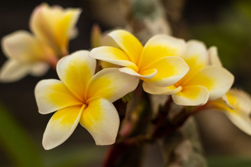 Branch of white and yellow Frangipani flowers. Blossom Plumeria flowers on blurred background. Flower background for decoration.