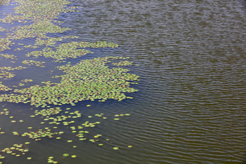 duckweed on the surface of the water