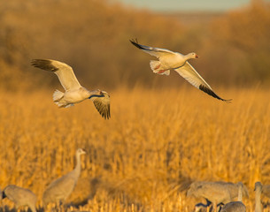 Two Snow Geese in flight