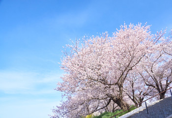 Obraz na płótnie Canvas 満開の桜と青空