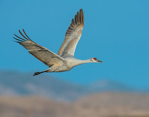 Sandhill Crane in flight