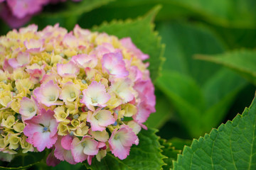 hydrangea flowers in Japan Toyama