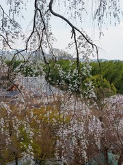 枝垂桜と寺院